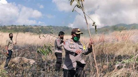 Kebakaran Hutan Lindung Di Egon Ilinmedo Sikka Kepala Upt Pkh