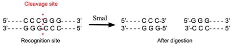 Smai Restriction Enzyme Laboratory Notes