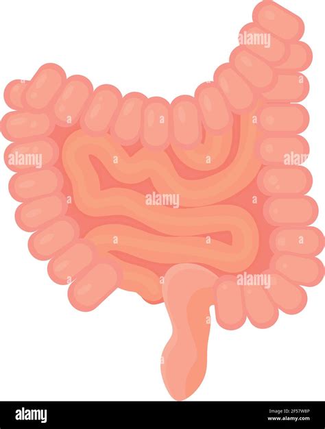 Human Intestines On White Background Stock Vector Image Art Alamy