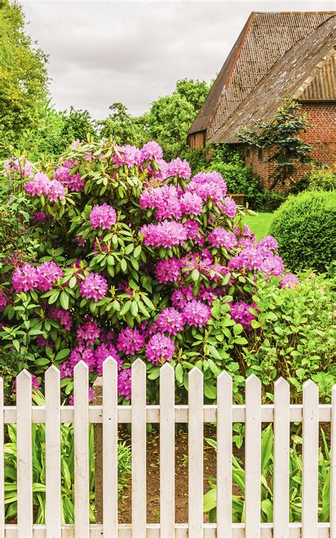 best bushes in front of house 7