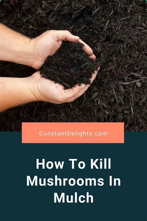 How To Kill Mushrooms In Mulch Constant Delights