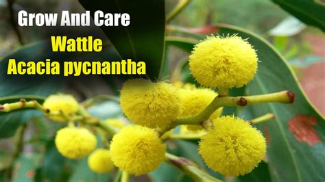 How To Grow And Care For Wattle Acacia Pycnantha YouTube