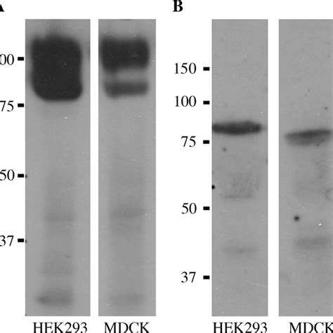 Western Blot Analysis Of Cell Extracts From Mdck And Hek293 Cells Cell