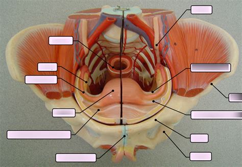 Female Pelvis Anterior Diagram Quizlet