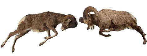 Bighorn Sheep Ram Two Full Mounts Charging