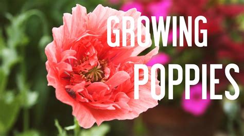 How To Grow Poppies From Seeds Youtube