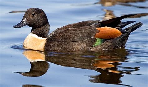australsk gravand wikipedia den frie encyklopaedi