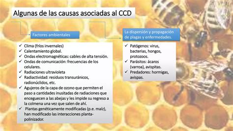 Presentaci N Abejas Ppt