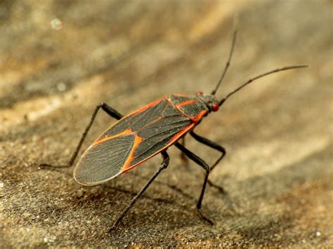 Why Do Boxelder Bugs Appear In The Fall