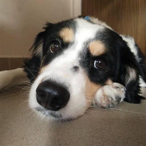 14 Adorable Shetland Sheepdog Mixes: Cuteness Overload!