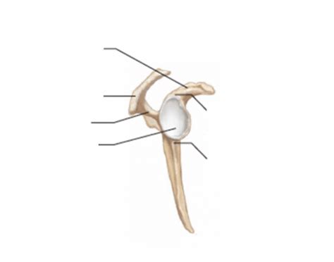 Lateral View showing the Glenoid Cavity Quiz