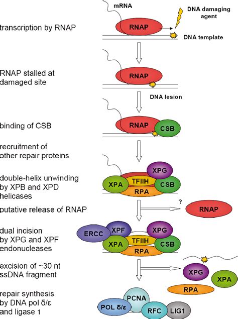 [PDF] Bacterial DNA repair genes and their eukaryotic homologues: 4. The role of nucleotide ...