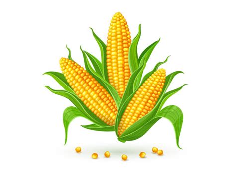 Corn Cob Illustrations Royalty Free Vector Graphics And Clip Art Istock