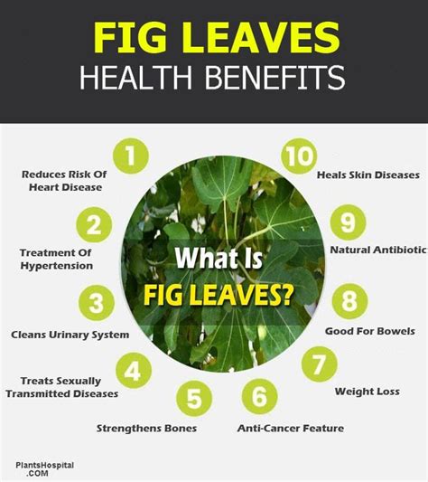 Fig Leaves Health Benefits Uses Side Effects And Recommendation