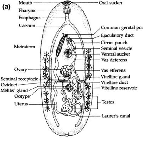 Trematoda Labeled