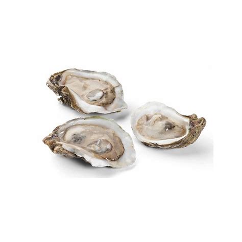 Half Shell Oyster from Sunrise Food Trading - Frozen Seafood and Sushi ...