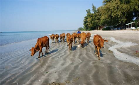 Funny Scene, Herd of Cow on Beach Editorial Stock Photo - Image of ...