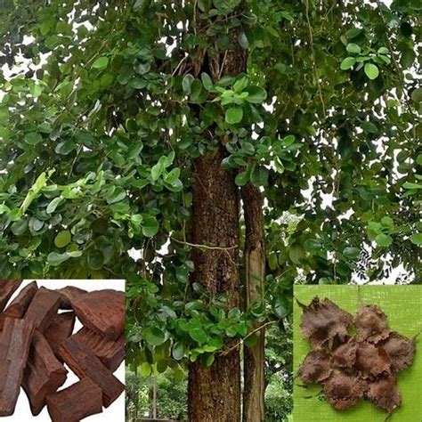 Selpline Red Sandalwood Sapling Plants Red Sanders Pterocarpus