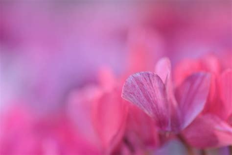 Cyclamen Petals Snowshoe Hare Flickr