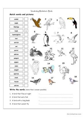 Birds English Esl Worksheets Pdf Doc