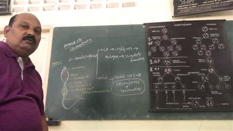 XII BIOLOGY CH 3 HUMAN REPRODUCTION GAMETOGENESIS SPERMATOGENESIS