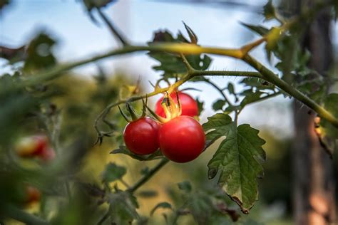 How To Tell Determinate From Indeterminate Tomatoes