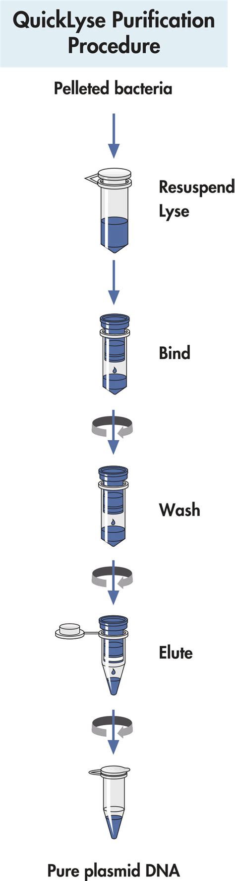 QuickLyse Miniprep Kit Plasmid DNA Purification QIAGEN