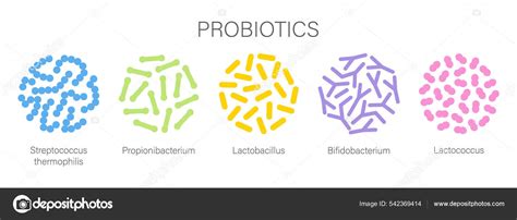 Probiotic Bacteria Set In Circle Gut Microbiota With Healthy Prebiotic