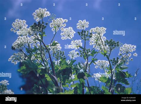 Cow Parsnip Heracleum Lanatum Aka Heracleum Maximum Blooming Against