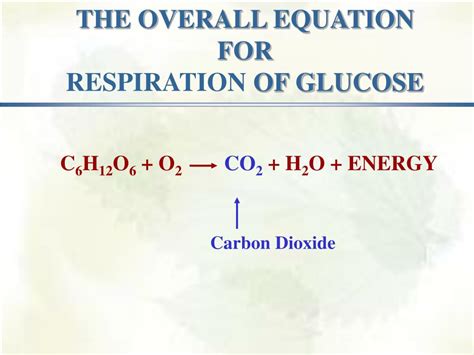 Ppt Chapter 6 Respiration Powerpoint Presentation Free Download