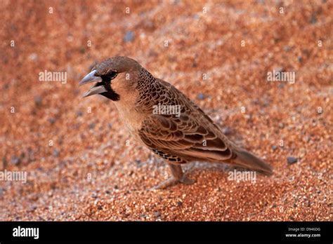 Sociable Weaver Or Social Weaver Philetairus Socius Namib Naukluft