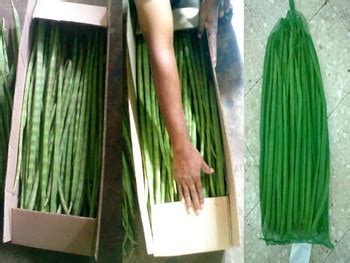 Common Fresh Drum Stick For Cooking Feature Eco Friendly Floury