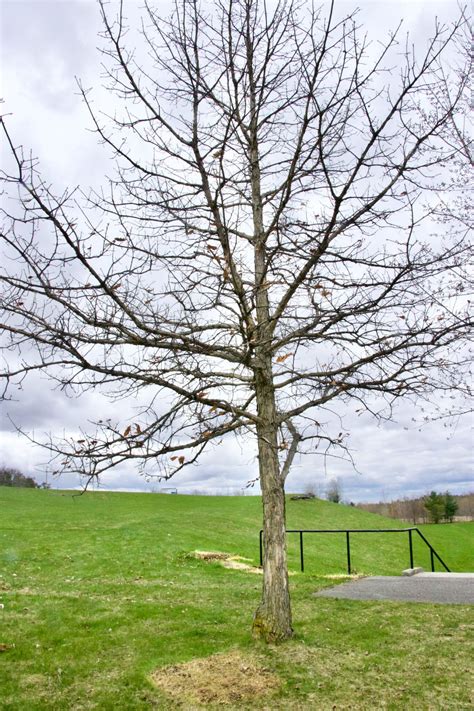 Swamp White Oak | Trees Canadensis