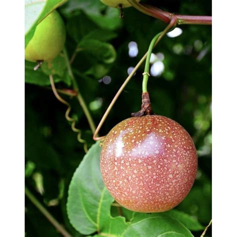 jual markisa  kg shopee indonesia