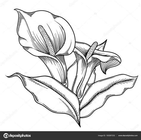 Disegni In Bianco E Nero Di Fiori Disegni HD