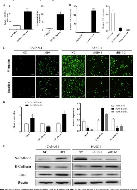 Figure 1 From LncRNA H19 Derived MiR 675 3p Promotes Epithelial