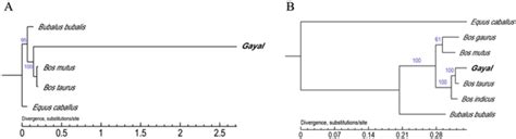 Phylogeny Of Bovine Related Species Phylogenetic Analysis Using