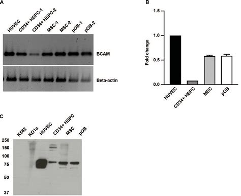 Frontiers The Laminin Receptors Basal Cell Adhesion Molecule Lutheran