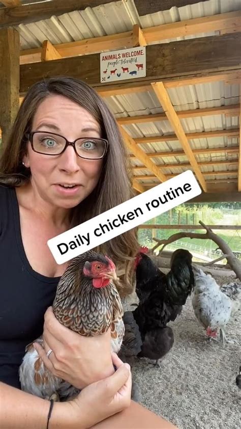 Daily Chicken Routine Chicken Coop Cute Chicken Coops Backyard Chicken Farming