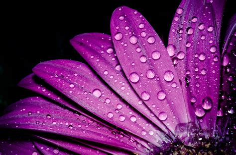 Droplets On Flowers Photo Contest Finalists! - VIEWBUG.com