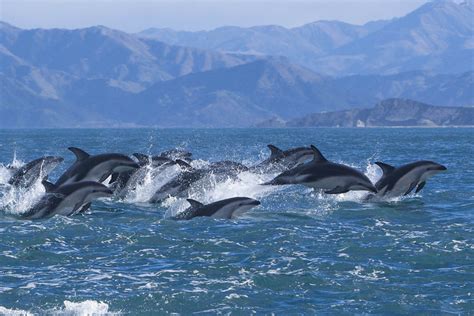 Swim With Dolphins in Akaroa - Black Cat Charters