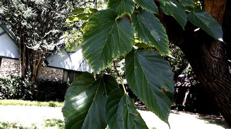 Fruitless Mulberry Tree Care - Tree Choices