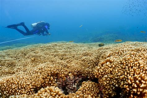 Studi Terbaru, Terumbu Karang di Pasifik Timur Mampu Bertahan dari ...