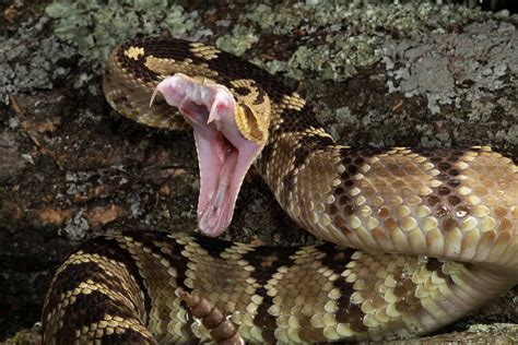 Black Tailed Rattlesnake Eating