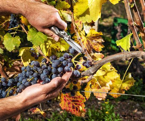 How to harvest grapes - 6 expert picking tips to know | Homes and Gardens