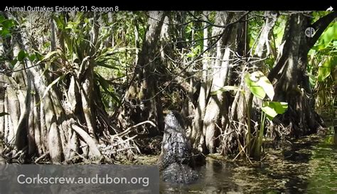 Corkscrew Swamp Sanctuary Featured on Local TV Broadcast | Audubon ...