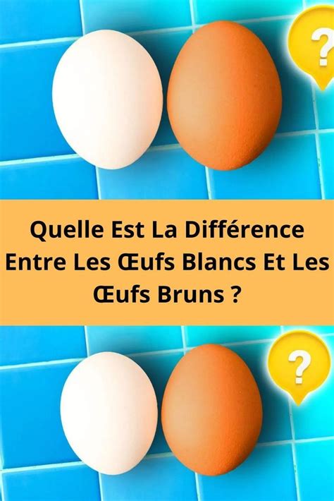 Quelle Est La Diff Rence Entre Les Ufs Blancs Et Les Ufs Bruns