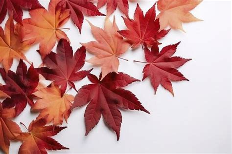 Fall Leaves White Background Stock Photos, Images and Backgrounds for ...