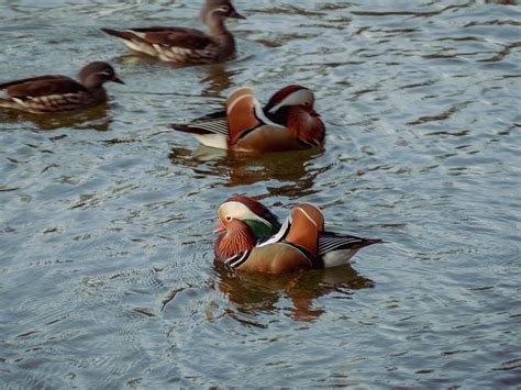 Mandarin Ducks Water Bird Free Photo On Pixabay Pixabay