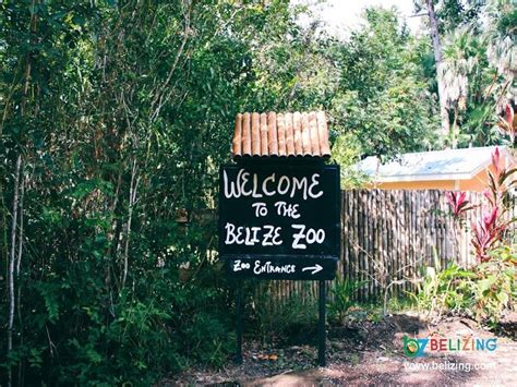 Our Trip to the Belize Zoo!